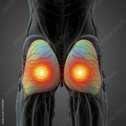 3d rendering illustration of Muscular Gluteus Maximus