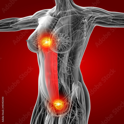 medical  illustration of the Rectus Abdominus photo