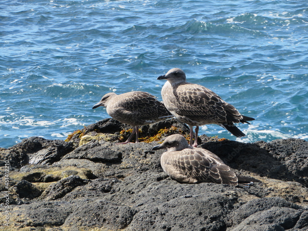 young seagulls on the rocks young seagulls on the rocks