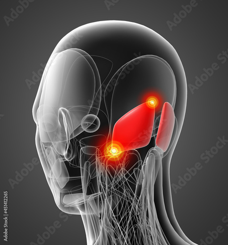 medical illustration of the Occipitalis