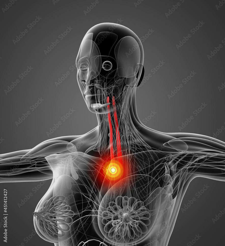 medical illustration of the longus colli medical illustration of the longus colli