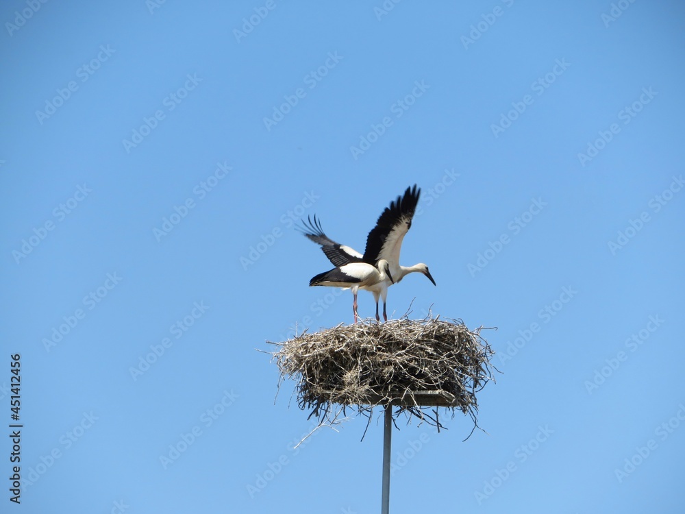 Fototapeta premium two white stork in the nest