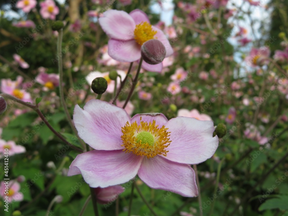 Obraz premium closeup of pink japanese anemones (Eriocapitella hupehensis)