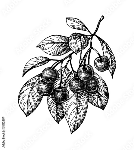 Cherry ink sketch.
