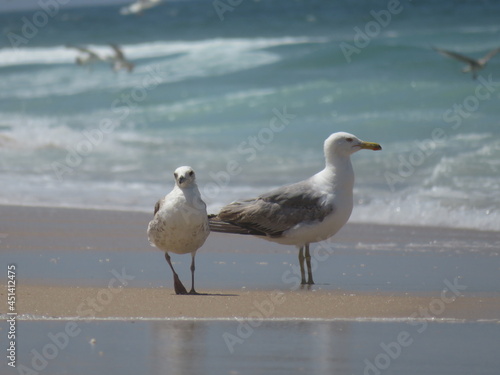 two seagulls on the beach
