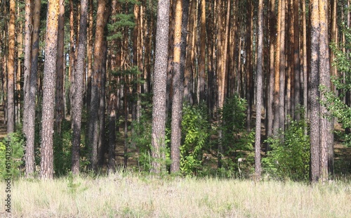 Fototapeta Naklejka Na Ścianę i Meble -  forest in the forest