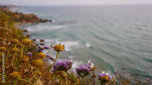 flowers on the cliff