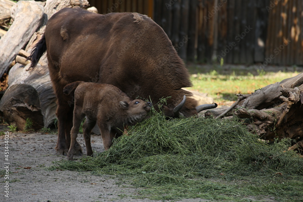 Fototapeta premium Big buffalo at the zoo