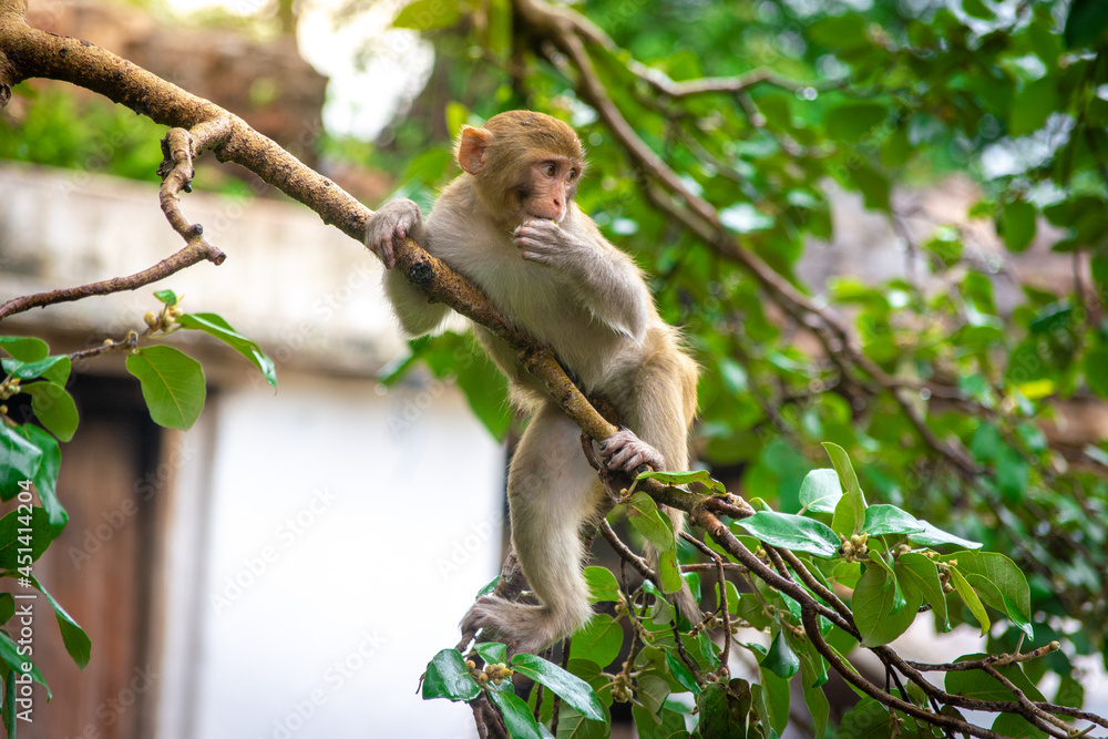 Fototapeta premium Monkey on the tree. Animals in the wild.