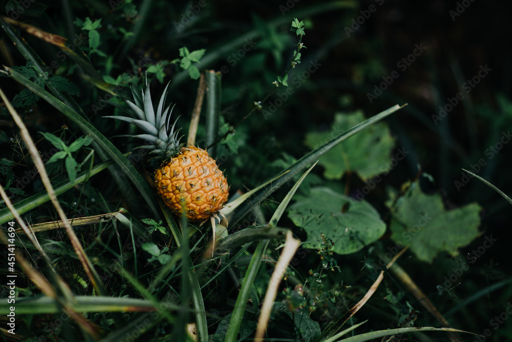 Pineapple growing in green forest Pineapple growing in green forest