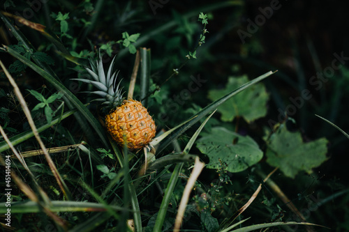 Pineapple growing in green forest