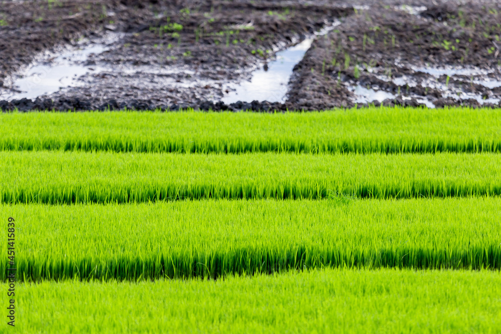 selective focus The rice plant is still young and green. The water is full of rice. Looks comfortable in the rice fields of Thailand. comfortable green background image selective focus The rice plant is still young and green. The water is full of rice. Looks comfortable in the rice fields of Thailand. comfortable green background image