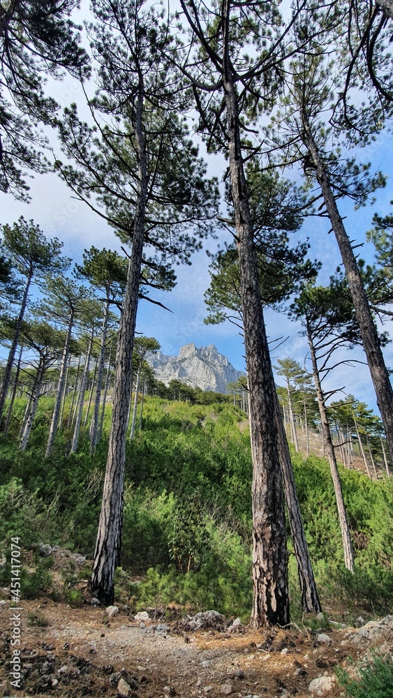 Obraz premium Mountains and forest