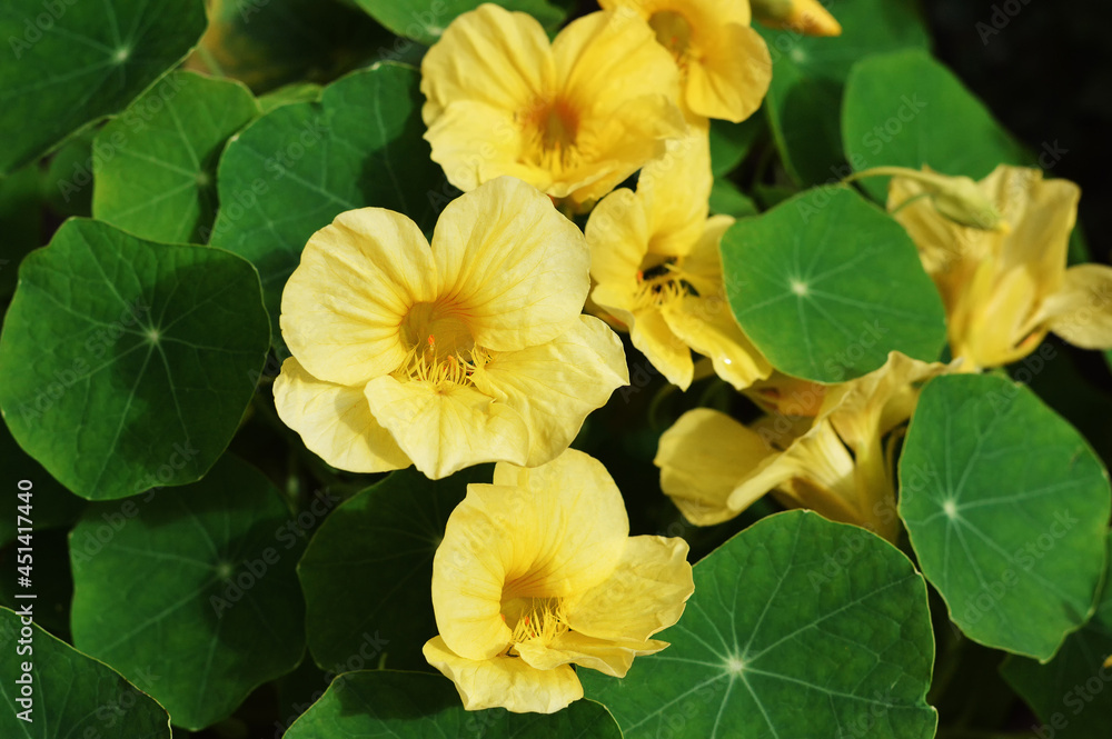 Yellow nasturtium flowers in the garden Yellow nasturtium flowers in the garden