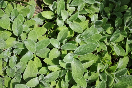 Wallpaper Mural green leaves background Torontodigital.ca
