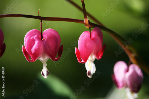 Bleeding Heart flowers ( Dicentra spectabilis). Also known as Venus s car, bleeding heart, or lyre flower.