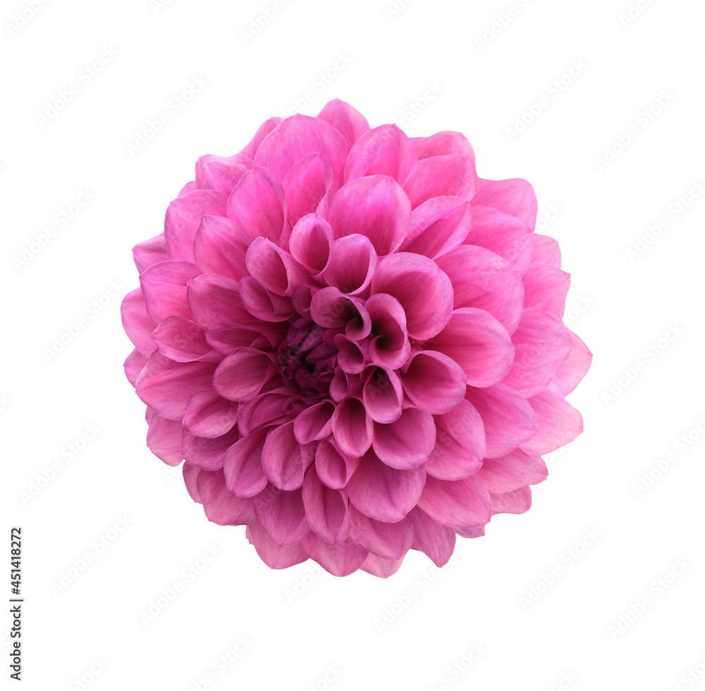 Pink dahlia flower isolated
