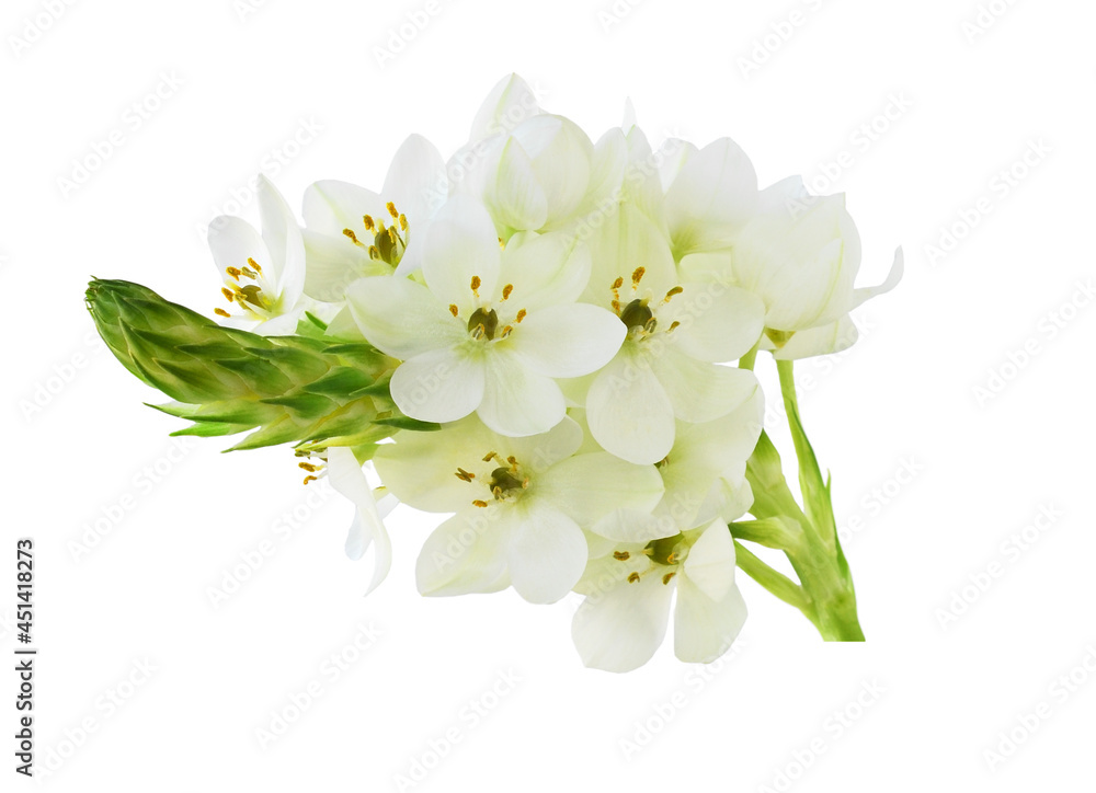 White ornithogalum flowers isolated