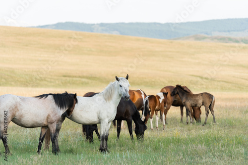A herd of wild horses grazes in the mountains
