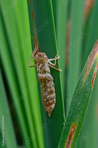 Molting (exuviae) of dragonfly larvae on Common bulrush - southern hawker, blue hawker (Aeshna cyanea)