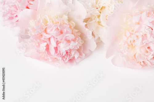 Festive flower pink peony composition on the white background. Overhead top view, flat lay. Copy space.