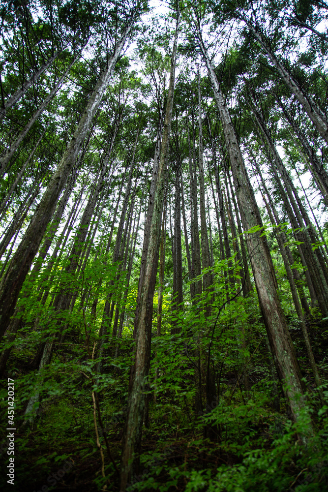 Obraz premium 雨の柿其渓谷