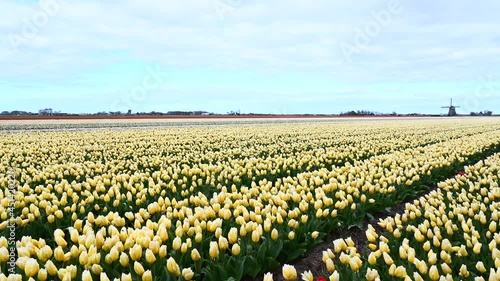 Panshot over yellow Tulip (Tulipa) fields with windmill in background photo