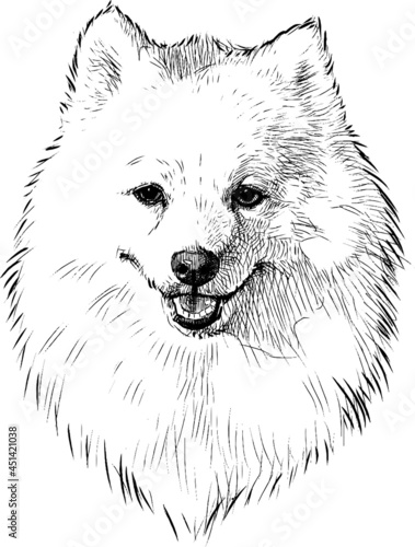 Freehand drawing of portrait fluffy white purebred cute spitz dog
