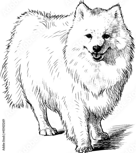 Freehand drawing of standing fluffy white purebred cute spitz dog