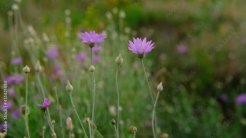 The hand of women touch immortelles purple wild flowers in the green field on sunset swing close to. Nature and floral flowery ,woman day ,perfume, cosmetic ,organic concept.High quality 4k vertical The hand of women touch immortelles purple wild flowers in the green field on sunset swing close to. Nature and floral flowery ,woman day ,perfume, cosmetic ,organic concept.High quality 4k vertical