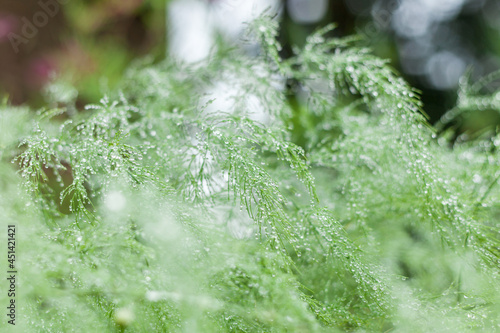 Blurred image of water on asparagus