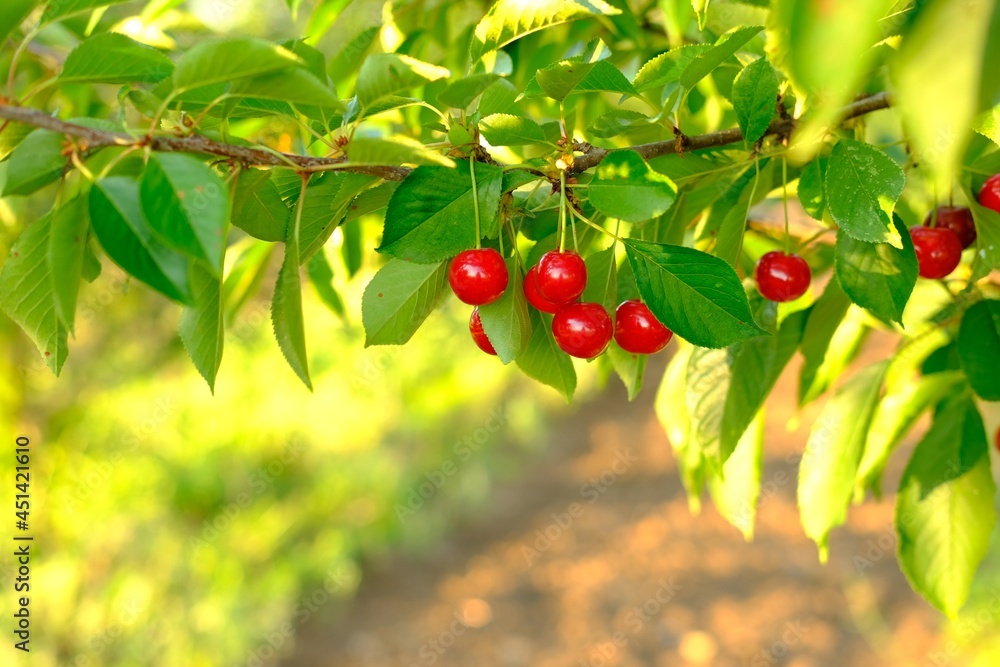 Bunch of ripe red cherries growing on cherry tree in orchard. Organic cherries on tree before harvesting, close up. Fruit.cherry on the tree, High vitamin C and antioxidant fruits. Fresh organic on
