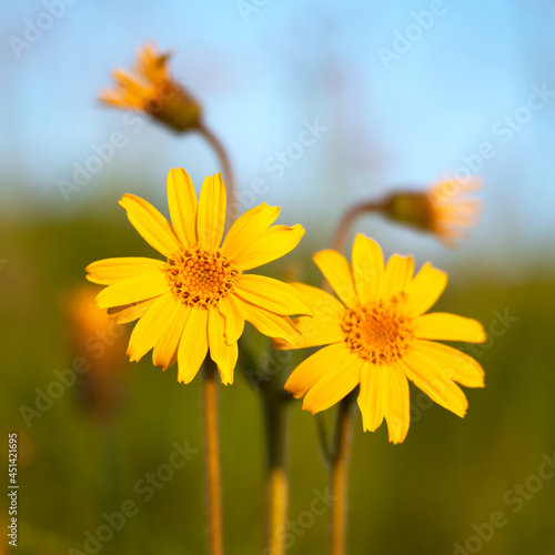 Arnica flower close up in summer mountains meadow photo