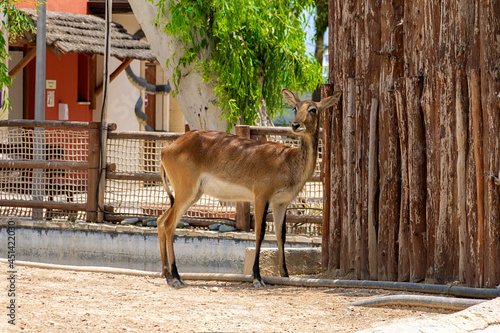 Tableau sur toile The lechwe in an artificial habitat