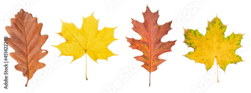 Autumn leaves isolated on white background.