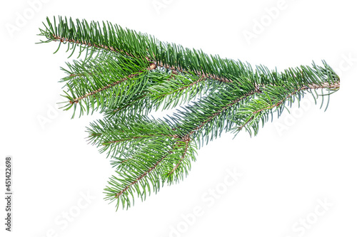 Pine branch  fir twig or conifer tree isolated on white background