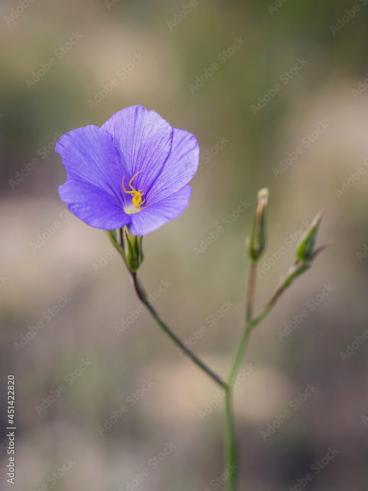 Flor de color lila en la naturaleza con una pequeña araña amarilla foto de  Stock | Adobe Stock