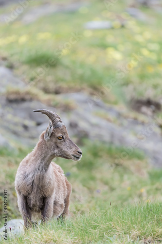 Young ibex male in spring season (Capra ibex)