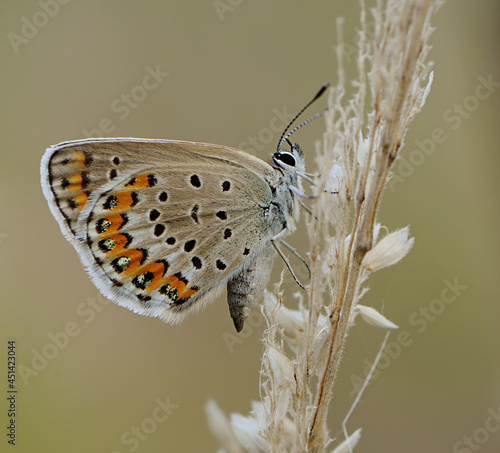 Wallpaper Mural Polyommatus icarus - diurnal butterfly on a forest flower in dew in the first rays of the sun Torontodigital.ca