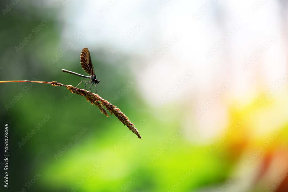 Beautiful nature scene with dragonfly