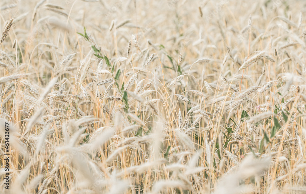 The setting sun shines with rays on the ears of wheat. Backgrounds of field wheat The setting sun shines with rays on the ears of wheat. Backgrounds of field wheat
