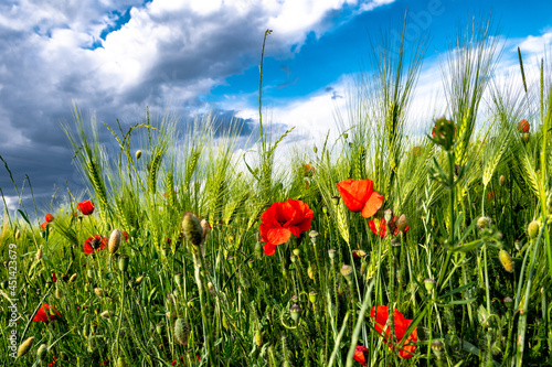 Red Blossoms Of Corn Poppy (Papaver Rhoeas) On Green Wheat Field