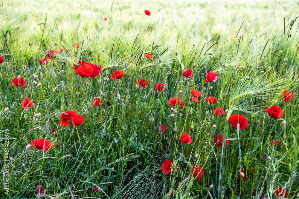 Fototapeta premium Red Blossoms Of Corn Poppy (Papaver Rhoeas) On Green Wheat Field