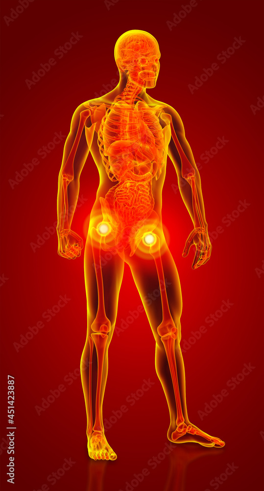 3D rendering of male anatomy 3D rendering of male anatomy