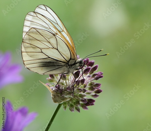 Wallpaper Mural Aporia crataegi butterfly on a wild flower early in the morning waiting for the first rays of the sun Torontodigital.ca