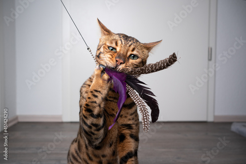 Bild auf Leinwand brown spotted bengal cat playing with feather toy indoors with copy space
