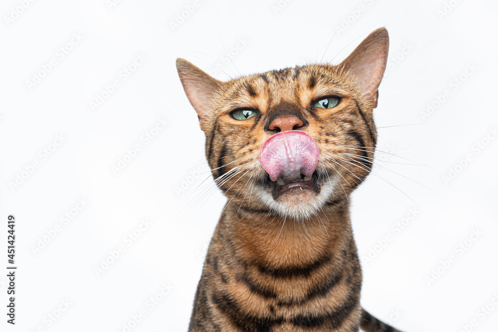 brown spotted bengal cat with green eyes making funny face licking lips with large tongue looking at camera on white background