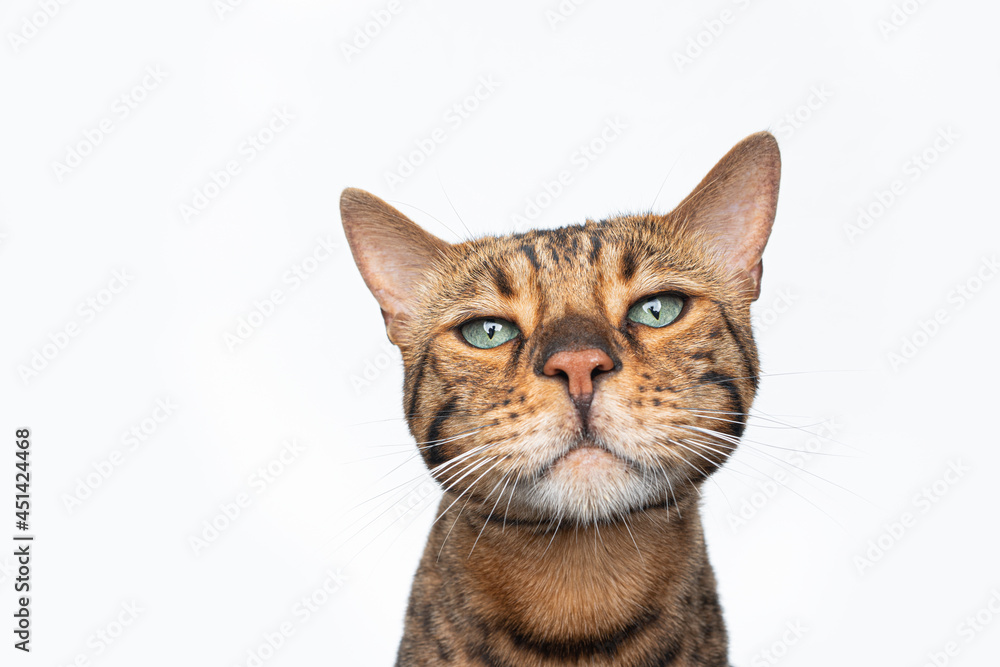 portrait of a brown spotted bengal cat with green eyes looking at camera isolated on white background