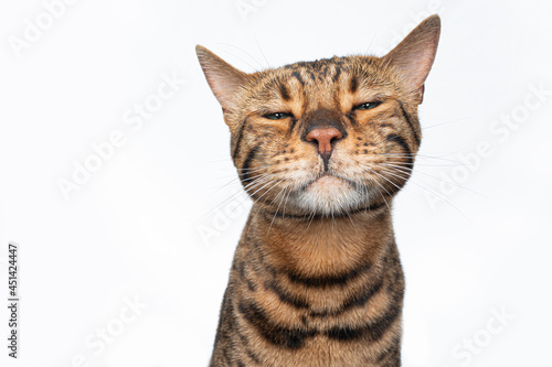 Fototapeta Naklejka Na Ścianę i Meble -  brown spotted bengal cat making funny face looking angrily disgusted or annoyed isolated on white background