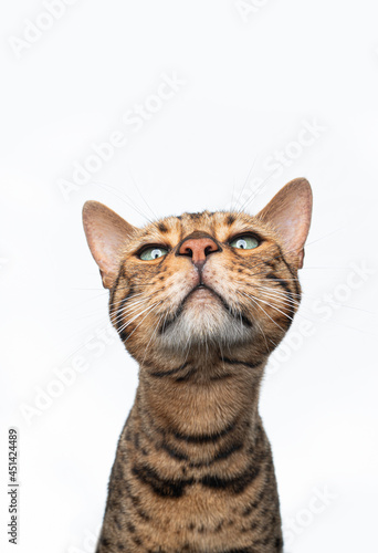 brown spotted bengal cat making funny face looking at camera snooty isolated on white background